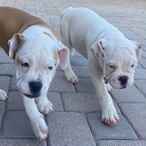 Meet your Posher, Alicia